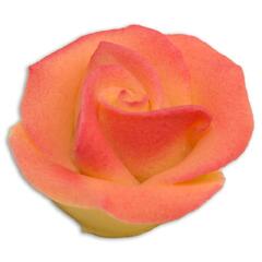 Marsipanrose fersken