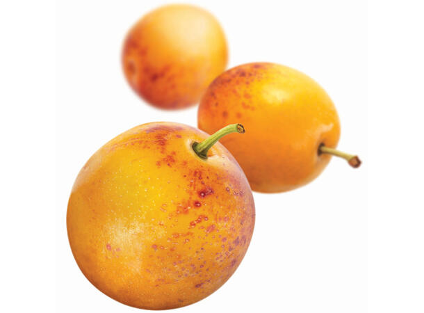 Fruktpure Mirabelle plomme 100% Frankrike 