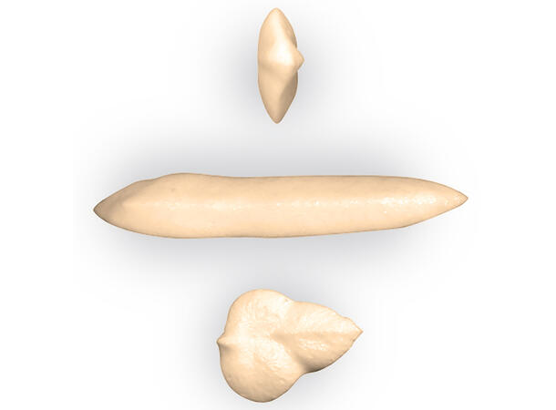 BX1605 - 8 x 5mm 