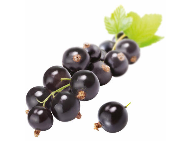 Fruktpure solbær 100% Polen og Frankrike 